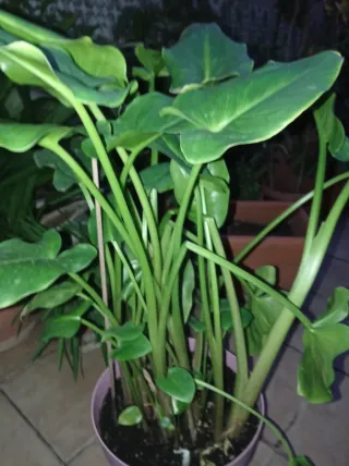 Planta de Cala Blanca