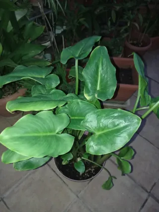 Planta de Cala Blanca