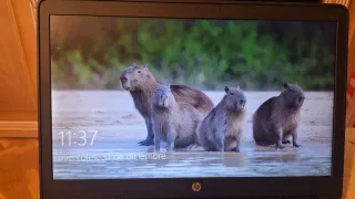 Portátil HP Probook 650 Grigio, Batteria Nuova