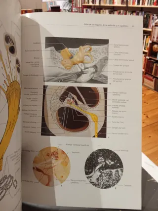 Atlas de los órganos de la audición el equilibrio