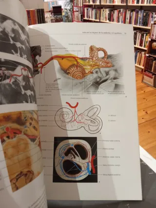 Atlas de los órganos de la audición el equilibrio