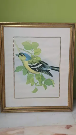 Cuadros antiguos de pájaros