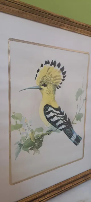 Cuadros antiguos de pájaros