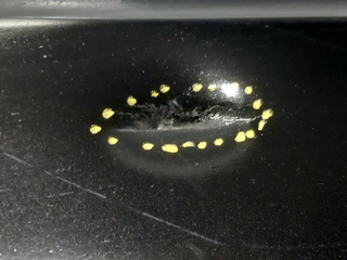 FALDON LATERAL BMW SERIE 6 COUPE (E63) N62B44 517