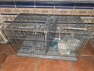 3 Jaulas para pájaros