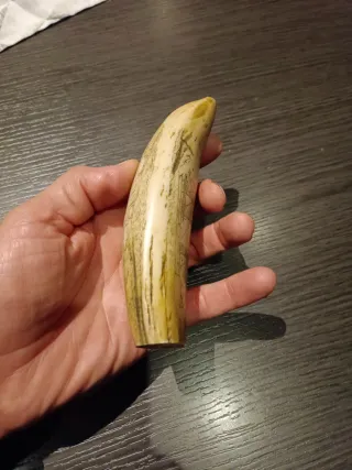 Diente de Cachalote (Réplica scrimshaw)