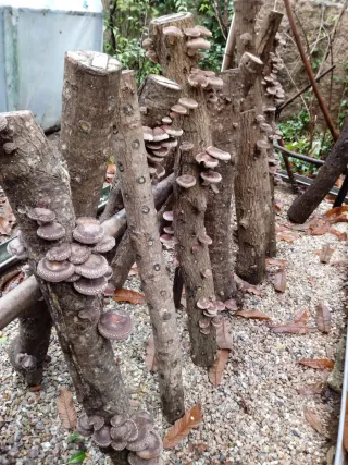 Micelio Shiitake para troncos