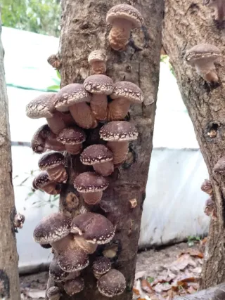 Micelio Shiitake para troncos