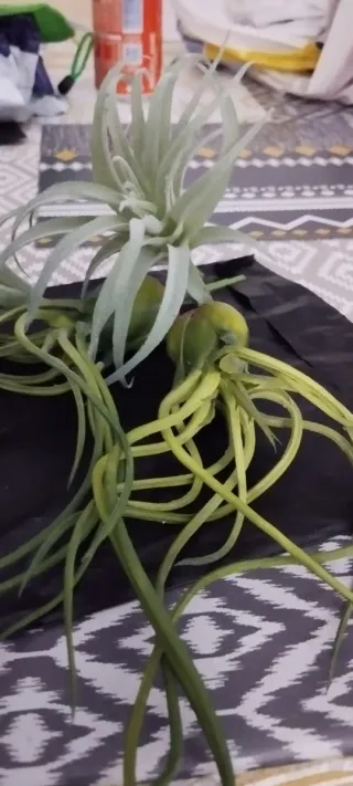 Plantas Aéreas Artificiales Decorativas Pack de 4