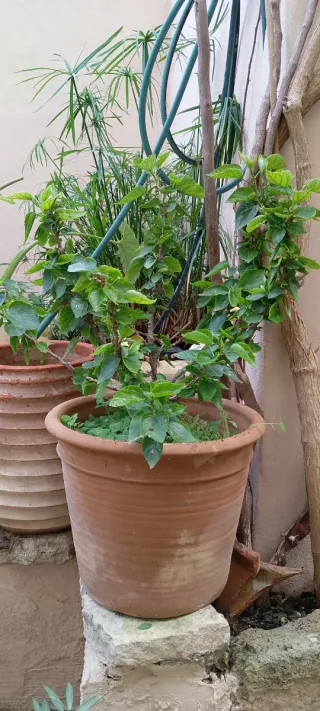 Maceta barro con hibisco