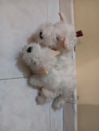 Peluche perros blancos