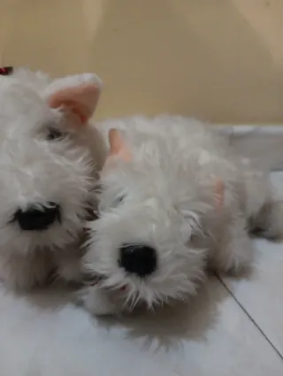 Peluche perros blancos