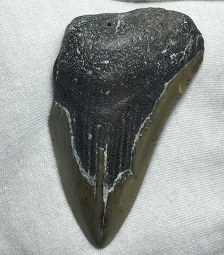 Fósil Megalodón 20 Millones Años + Regalo