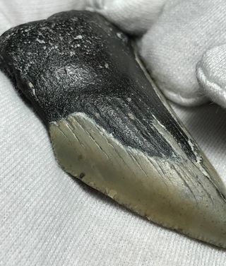 Fósil Megalodón 20 Millones Años + Regalo