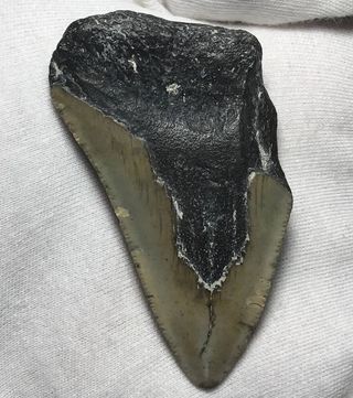 Fósil Megalodón 20 Millones Años + Regalo