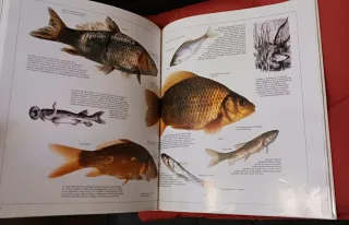 Enciclopedia visual de los seres vivos (Tomo III)