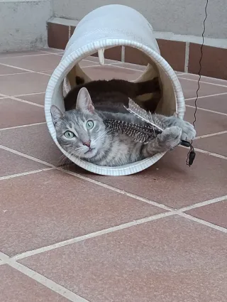 Cuidado de gatos a domicilio en Toledo