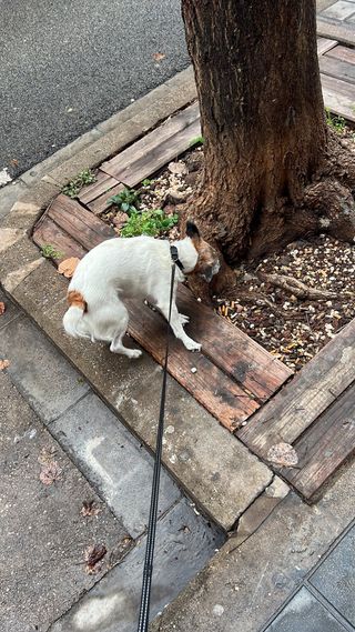 Cuido de tu mascota , como en tu propia casa