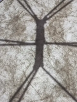 Remo Buffalo Drum 16 + Custodia