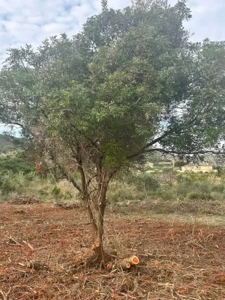 Trabajos de limpieza