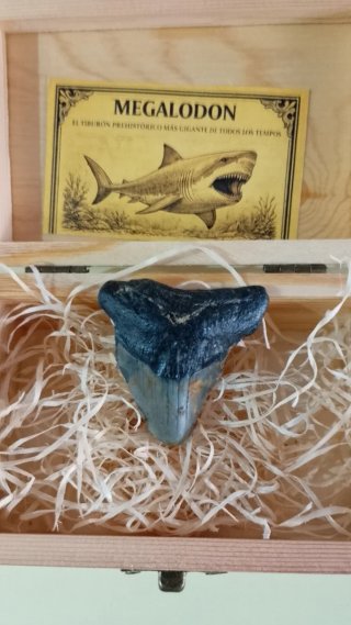 Diente Fosil Megalodon 5 cm. Caja Regalo