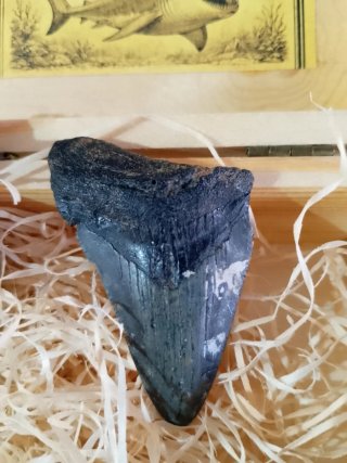 Diente Fósil Megalodon 6 cm Caja Regalo de madera