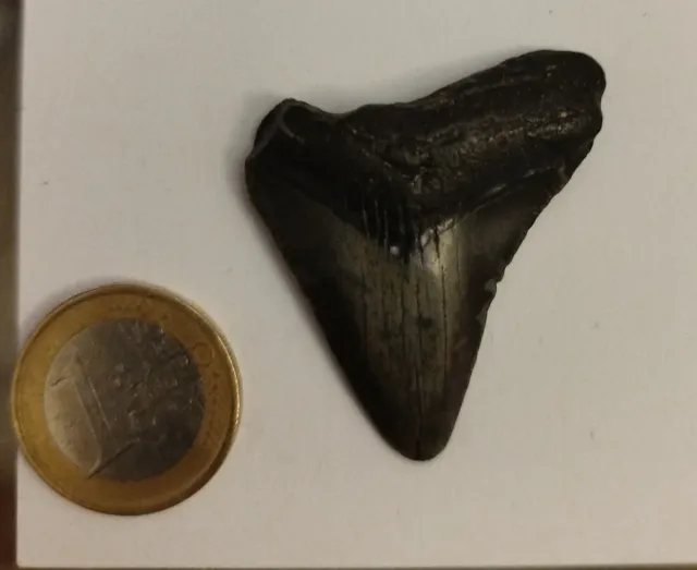 Diente Fósil Megalodon 5-6 cm