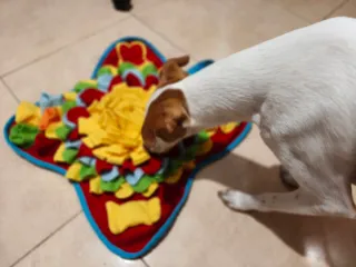 Alfombra interactiva para perros