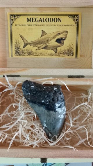 Diente Fosil Megalodon 7 cm. Caja Regalo