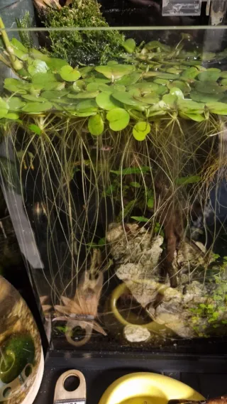 Limnobium Laevigatum Piante Acquatiche