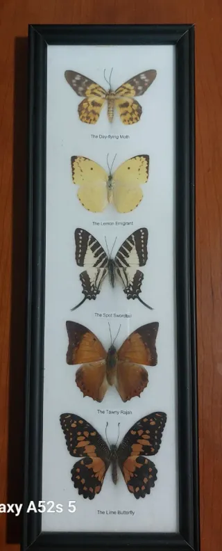 Marco con 5 mariposas 12x37