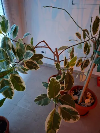 Lotto piante da interno