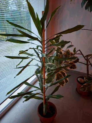 Lotto piante da interno