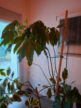 Lotto piante da interno