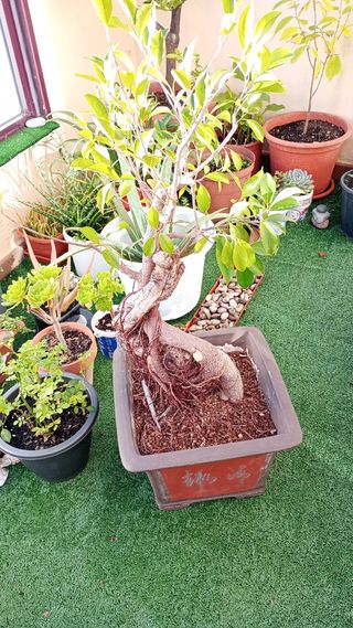 Urge venta de plantas.