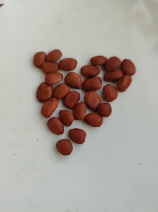 Semillas de algarrobo orgánico frescas