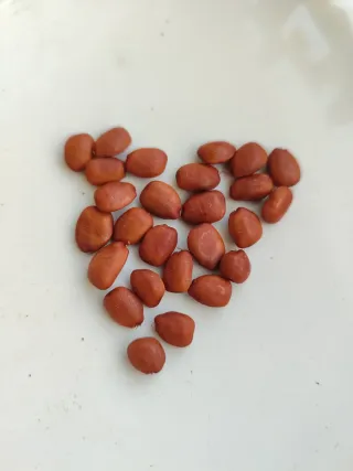 Semillas de algarrobo orgánico frescas