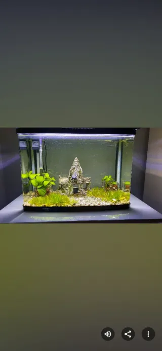 Acuario con decorado de castillo