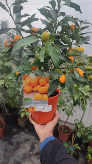 Naranjo Kumquat(naranjo chino)