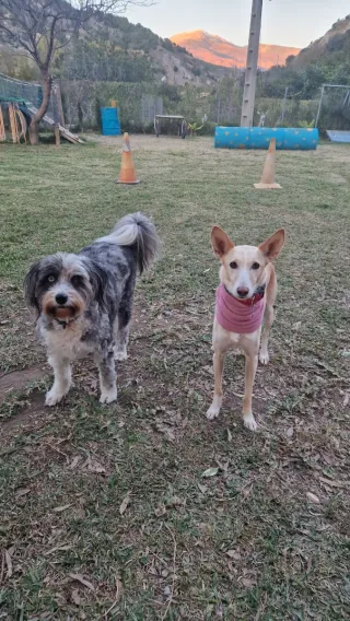 Entrenadora Canina particular  educación canina.