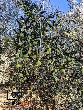 Cortijo en venta en Chauchina