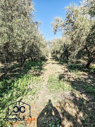 Cortijo en venta en Chauchina