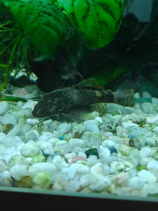 Acuario Aqualed Pro 88L con filtro y calentador