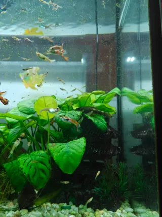 Acuario Aqualed Pro 88L con filtro y calentador