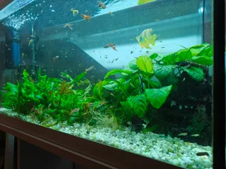 Acuario Aqualed Pro 88L con filtro y calentador