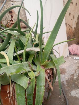 5 plantas de áloe vera por 10€