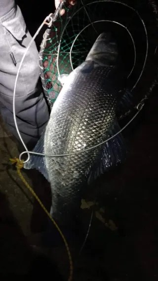 Cesto rabeca / Sacadera de pesca