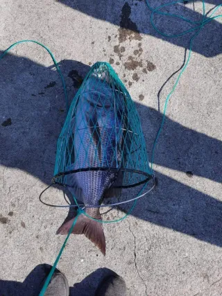 Cesto rabeca / Sacadera de pesca