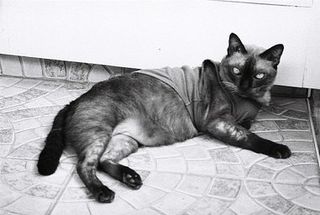 Cámara Olympus AF-1 Twin 35/70mm