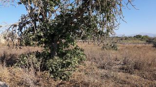 Casa rural en venta en Algaida